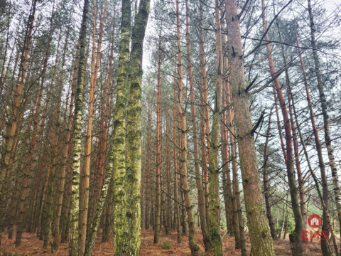 Zadbane działki leśne