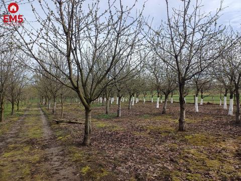 Urokliwy dom obok sadu