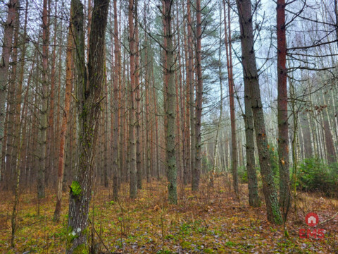Zadbane działki leśne