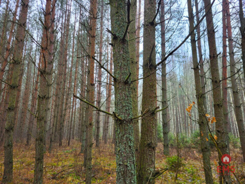 Zadbane działki leśne