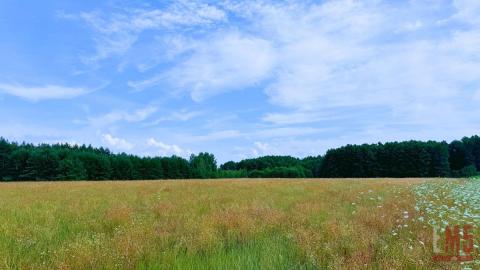 Działka budowlana w Kurianach