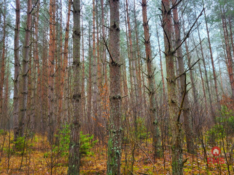 Zadbane działki leśne