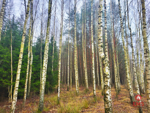 Zadbane działki leśne