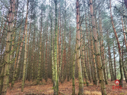 Zadbane działki leśne