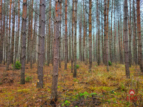 Zadbane działki leśne – Dubicze Cerkiewne